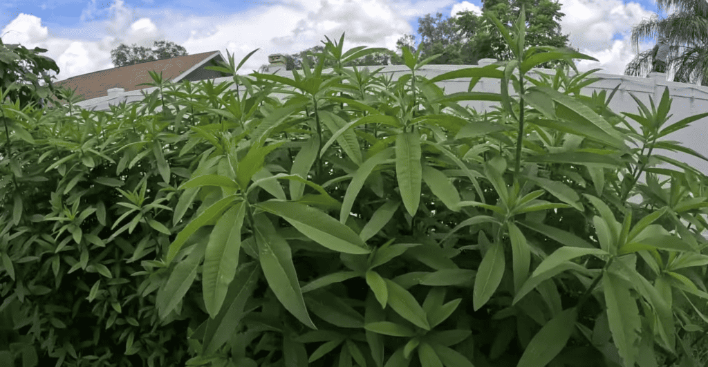 Sunn hemp cover crop